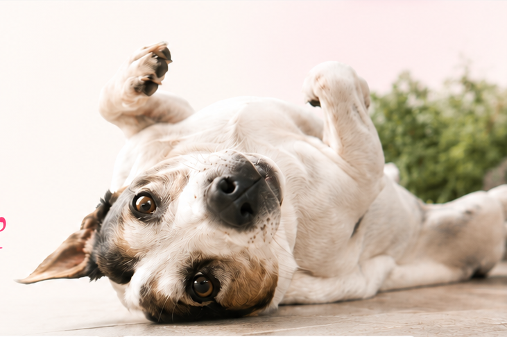 Speelse hond die ontspannen op zijn rug ligt