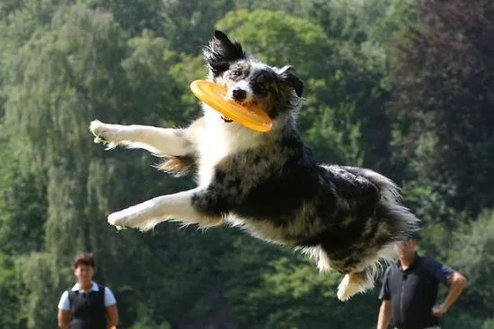 Actiefoto hondenschool 4